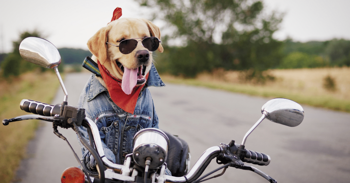 Dog sitting on motorcycle