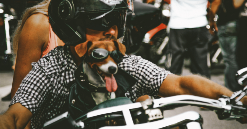 Motorcycle dog gear